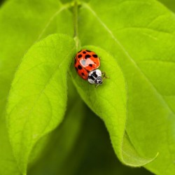 Red Ladybug